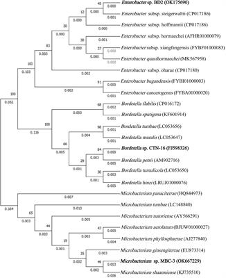 Construction and Characterization of an Intergeneric Fusant That Degrades the Fungicides Chlorothalonil and Carbendazim